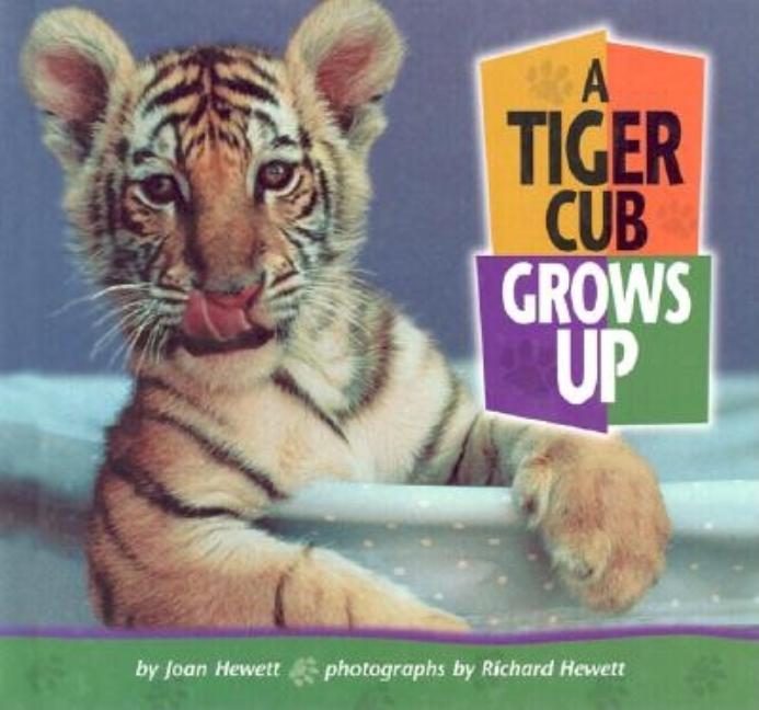 A Tiger Cub Grows Up