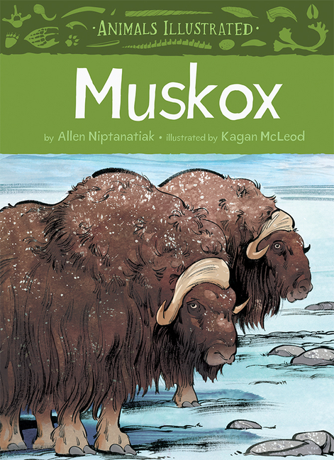 Muskox