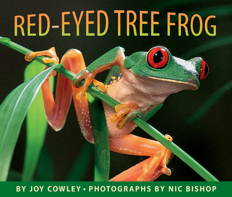 Red-Eyed Tree Frog