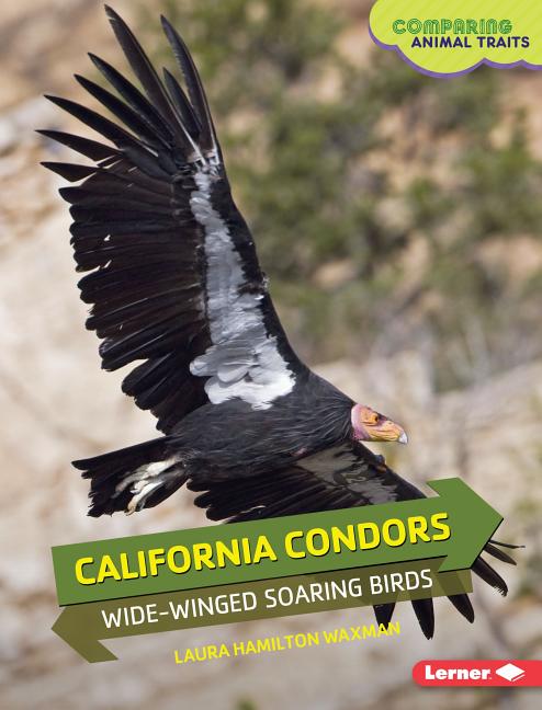 California Condors: Wide-Winged Soaring Birds