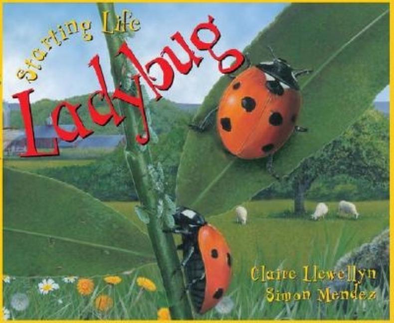 Ladybug