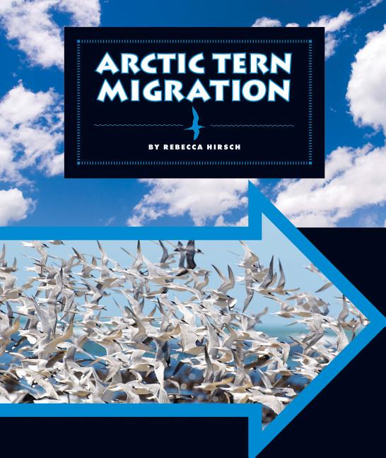 Arctic Tern Migration