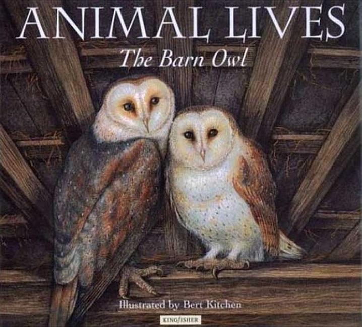 Barn Owl